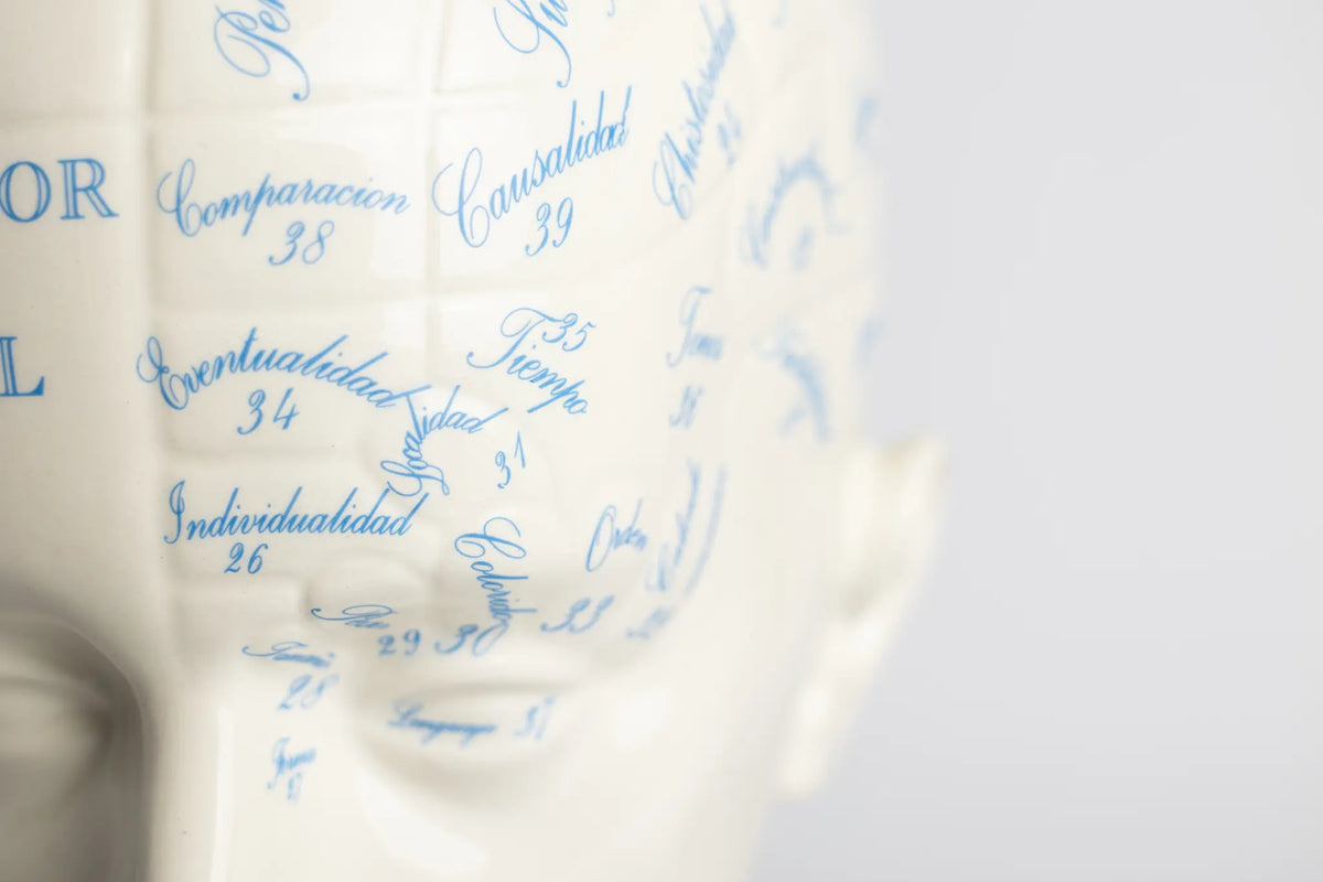 Cabeza Frenologica — La Cartuja de Sevilla